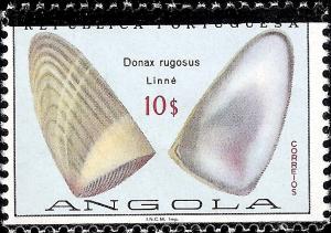 Colnect-1107-449-Donax-rugosus.jpg