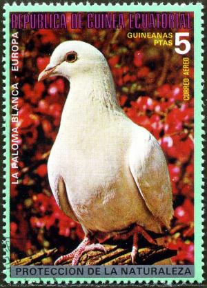 Colnect-1516-774-Rock-Dove-Columba-livia.jpg