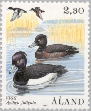 Colnect-160-698-Tufted-Duck-Aythya-fuligula.jpg