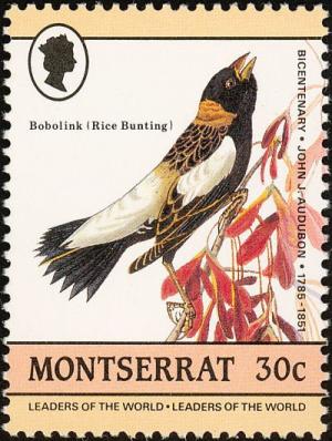 Colnect-1785-017-Bobolink%C2%A0Dolichonyx-oryzivorus--.jpg