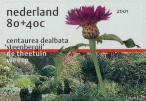 Colnect-182-231-Centaurea-dealbata--Steenbergii-.jpg