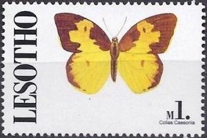 Colnect-2249-589-Southern-Dogface-Colias-caesonia.jpg