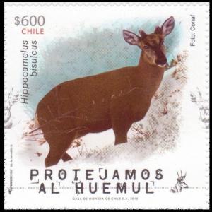 Colnect-2623-930-South-Andean-Deer-Hippocamelus-bisulcus.jpg