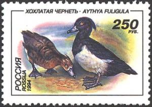 Colnect-4134-829-Tufted-Duck-Aythya-fuligula.jpg