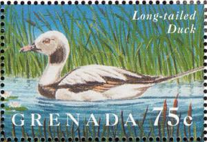 Colnect-4569-521-Long-tailed-Duck----Clangula-hyemalis.jpg