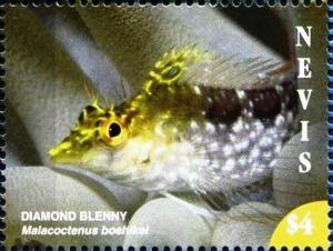 Colnect-5163-967-Diamond-Blenny.jpg