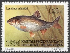 Colnect-855-309-Schmidt--s-Dace-Leuciscus-schmidti.jpg