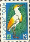 Colnect-629-755-Cattle-Egret-Bubulcus-ibis.jpg