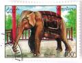 Colnect-532-929-White-Asian-Elephant-Elephas-maximus.jpg