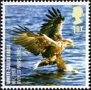 Colnect-521-203-White-tailed-Eagle-Haliaeetus-albicilla.jpg