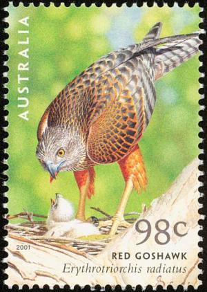 Colnect-5250-678-Red-Goshawk-Erythrotriorchis-radiatus.jpg