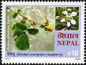 Colnect-550-644-Golden-Evergreen-Raspberry.jpg