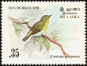 Colnect-862-149-Ceylon-White-eye-Zosterops-ceylonensis.jpg