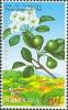 Colnect-737-297-Pyrus-elaeagrifolia-Pall.jpg