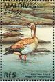 Colnect-4201-297-Egyptian-goose.jpg