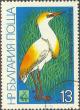 Colnect-629-755-Cattle-Egret-Bubulcus-ibis.jpg