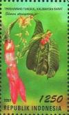 Colnect-1143-450-Flora-and-Fauna--Shorea-stenoptera.jpg