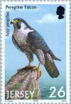 Colnect-127-930-Peregrine-Falcon-Falco-peregrinus.jpg