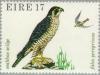 Colnect-128-574-Peregrine-Falcon-Falco-peregrinus.jpg