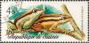 Colnect-1472-399-Five-striped-Reed-Frog-Hyperolius-quinquevittatus.jpg