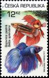 Colnect-3737-192-AQUARIUM-FISH---Betta-splendens.jpg