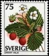 Colnect-4337-593-Fragaria-veska.jpg