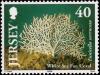 Colnect-4399-467-White-Sea-Fan-Eunicella-verrucosa.jpg