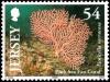 Colnect-4399-468-Pink-Sea-Fan-Eunicella-verrucosa.jpg