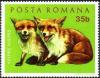 Colnect-580-395-Red-Fox-Vulpes-vulpes.jpg