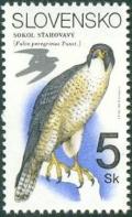 Colnect-713-878-Peregrine-Falcon-Falco-peregrinus.jpg