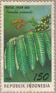 Colnect-980-186-Flora-and-Fauna--Pometia-pinnata.jpg