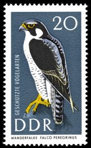 Colnect-1974-956-Peregrine-Falcon-Falco-peregrinus.jpg