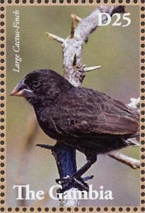 Colnect-3805-307-Large-Cactus-Finch-Geospiza-conirostris.jpg