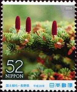 Colnect-5614-525-Nikko-Fir-Abies-homolepis.jpg