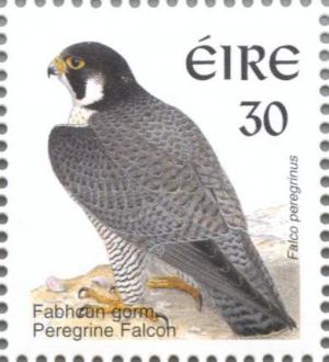 Colnect-129-569-Peregrine-Falcon-Falco-peregrinus.jpg