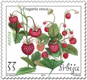 Colnect-1325-761-Fragaria-vesca.jpg