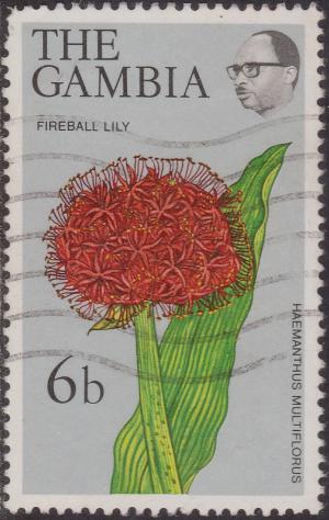 Colnect-1510-178-Fireball-Lily.jpg