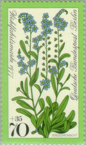 Colnect-155-357-Forget-me-not.jpg