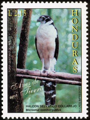 Colnect-1552-222-Collared-Forest-Falcon-Micrastur-semitorquatus.jpg