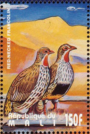 Colnect-2376-022-Red-necked-Francolin-Pternistis-afer.jpg