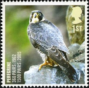 Colnect-521-212-Peregrine-Falcon-Falco-peregrinus.jpg