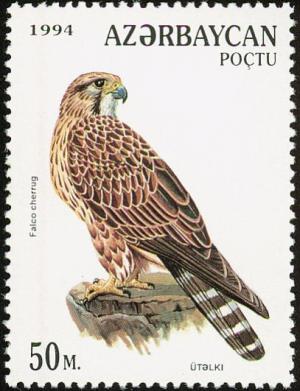 Colnect-5250-662-Saker-Falcon-Falco-cherrug.jpg