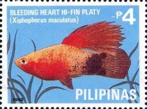 Colnect-5376-423-Bleeding-Heart-Hi-fin-Platy-Xiphophorus-maculatus.jpg