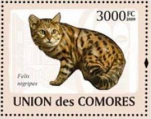 Colnect-6169-973-Felis-migripes.jpg