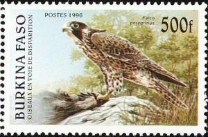 Colnect-6214-603-Peregrine-Falcon-Falco-peregrinus.jpg