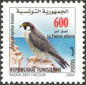 Colnect-6306-004-Peregrine-Falcon-Falco-peregrinus.jpg