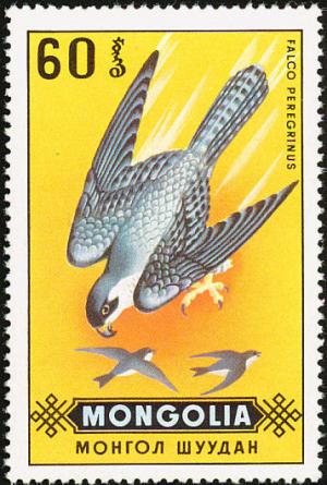 Colnect-859-466-Peregrine-Falcon-Falco-peregrinus.jpg