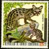 Colnect-1516-764-Common-Genet-Genetta-genetta.jpg