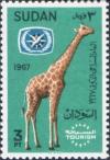 Colnect-1870-926-Reticulated-Giraffe-Giraffa-camelopardalis-reticulata.jpg