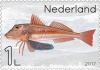 Colnect-4156-964-Tub-gurnard-in-the-sea.jpg